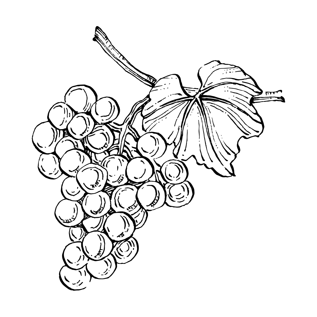 Dessin de vignes décoratives